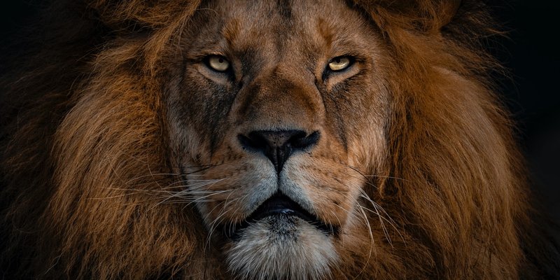 How to be a top-tier man - The Apex Male.